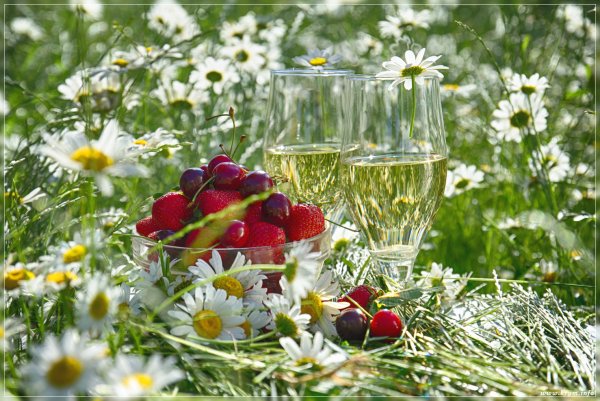 Вино и ромашки