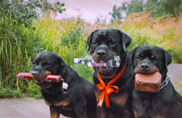 Твои друзья всегда с тобой