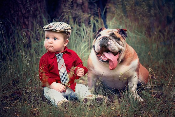 Кролики собачки котики