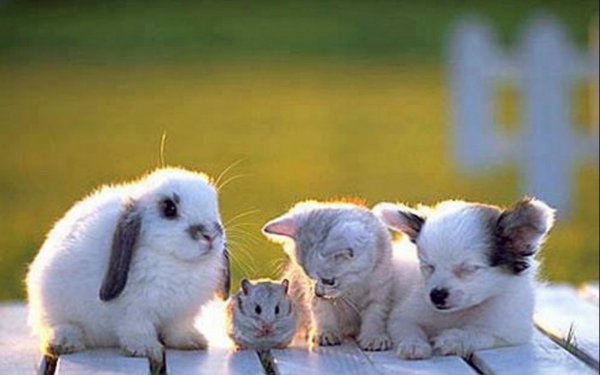 Два медведя