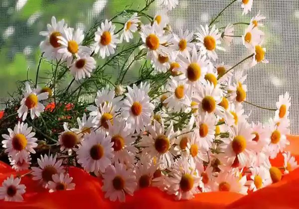 Красивые ромашки
