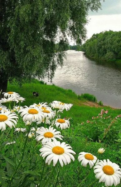 Красивые летние пейзажи России