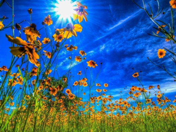 Цветы и солнце