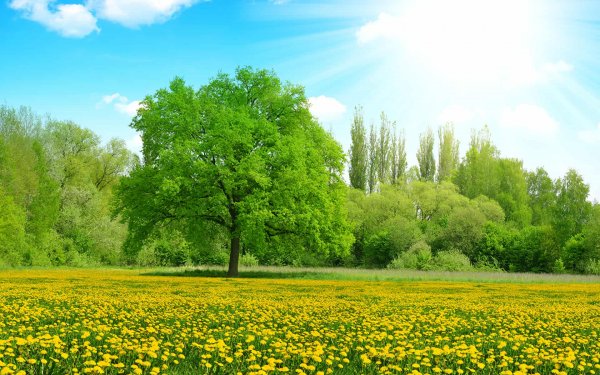 Луг с деревьями