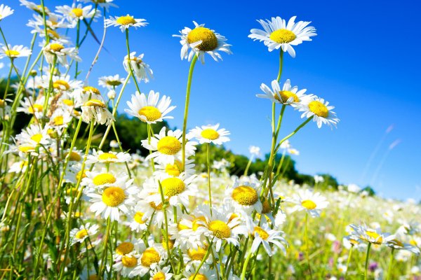 Ромашки на голубом небе