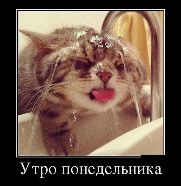 Кот утро понедельника