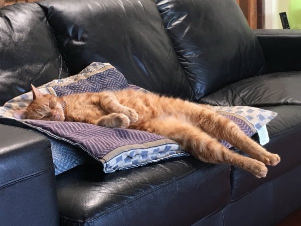 Коты понедельник