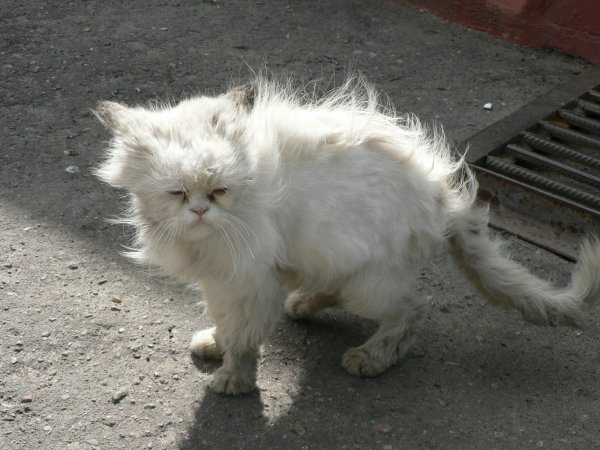 Кот понедельник