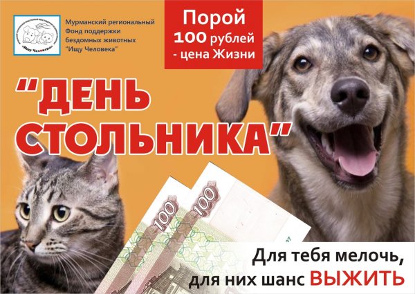 День стольника в приюте для животных