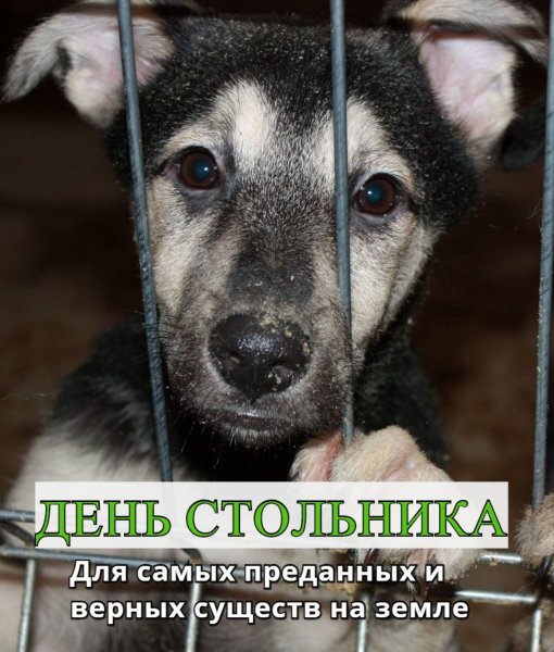 День стольника