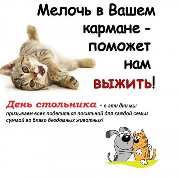 День стольника для бездомных животных