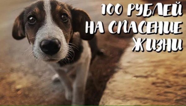 День стольника для бездомных животных