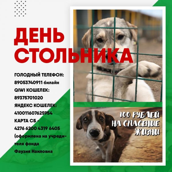 Новогодний день стольника для приюта бездомных животных