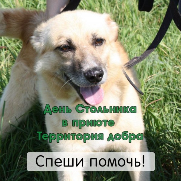 Акция дни стольника