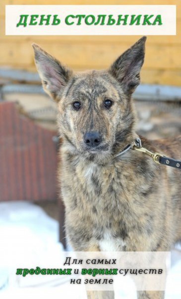 Стольник для бездомных животных