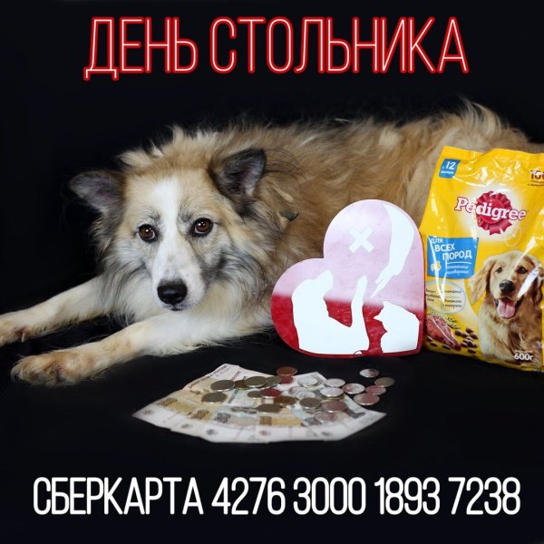 День стольника для животных новогодний