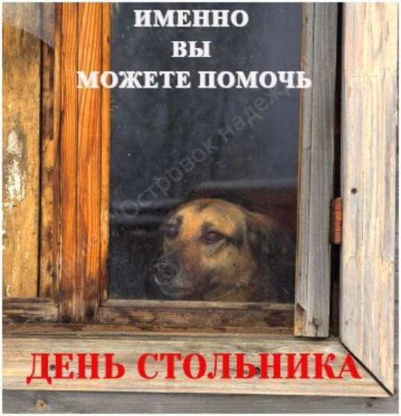 День стольника для животных