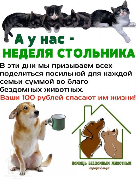 Приют Котофеево Петропавловск Камчатский