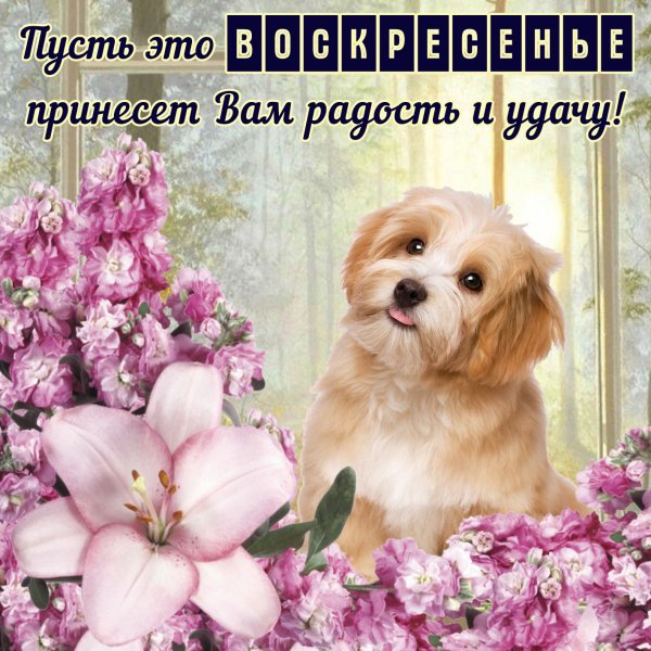 Поздравление с воскресеньем