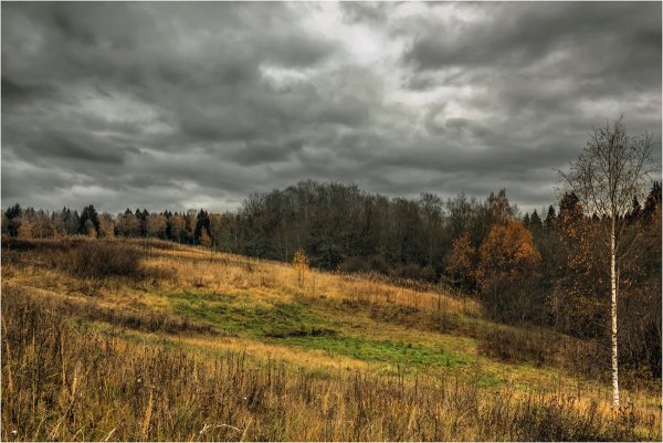Осенний лес пасмурно