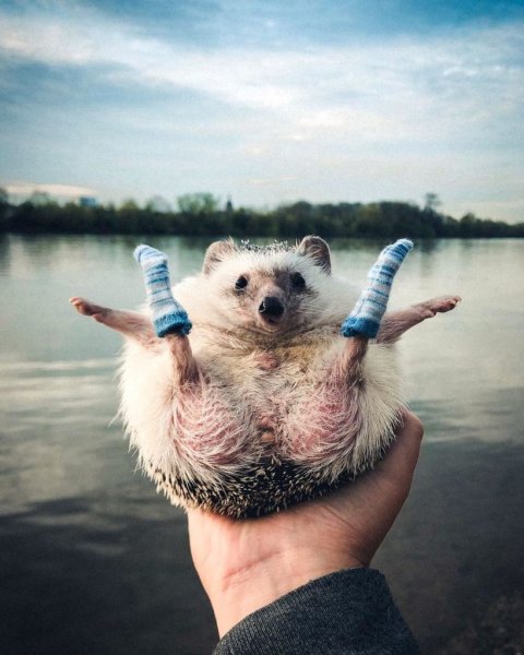 Радость животные