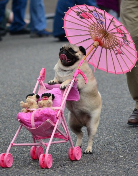 Веселенькие картиночки