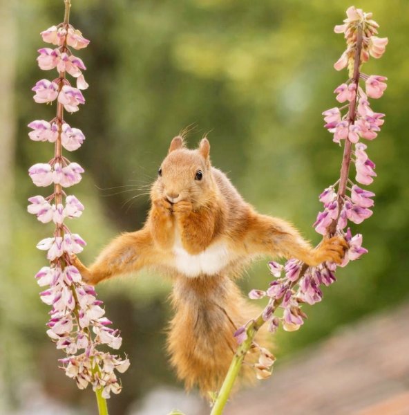 Гирт Вегген белки