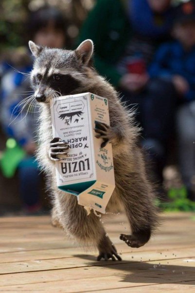 Енот воришка