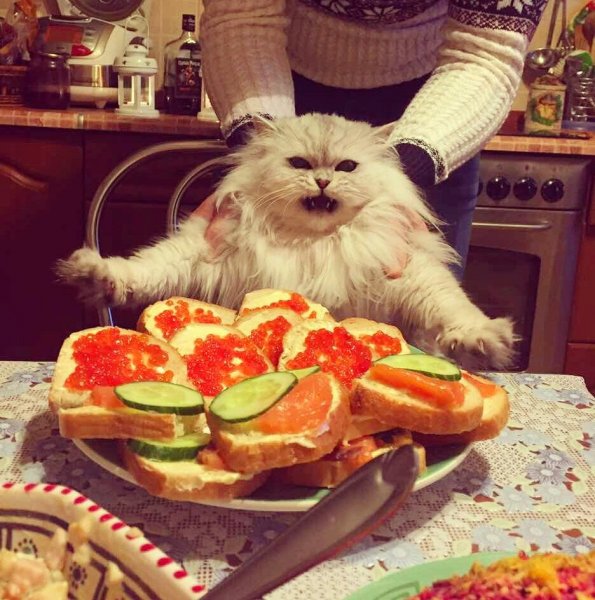 Животные и еда