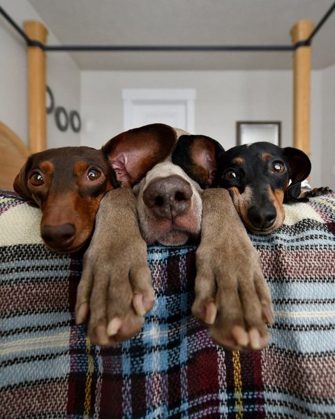 Интересные собаки