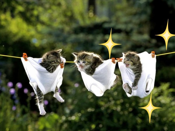 Позитивные котики