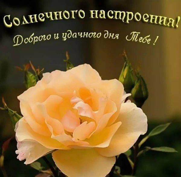 Пожелания удачного дня