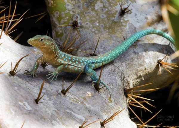 Крутые рептилии