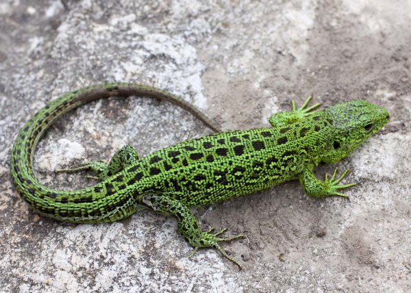 Открытка день ящерицы