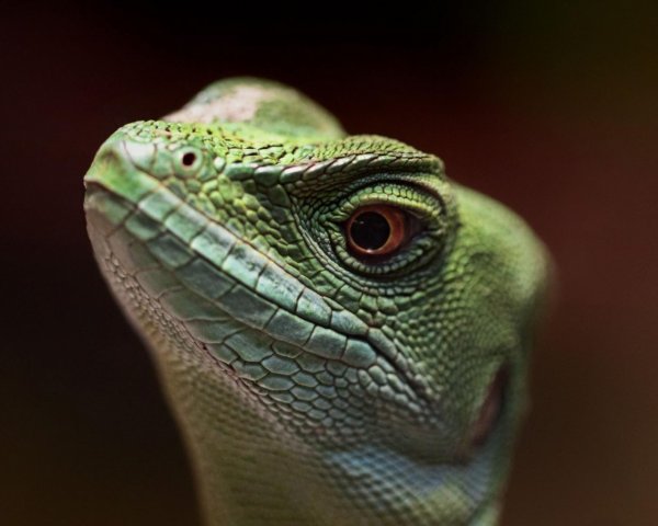 Садовая ящерица