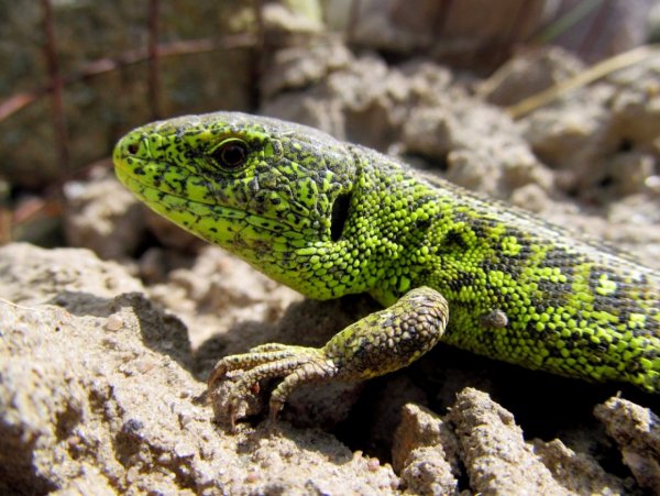 Обыкновенная стенная ящерица