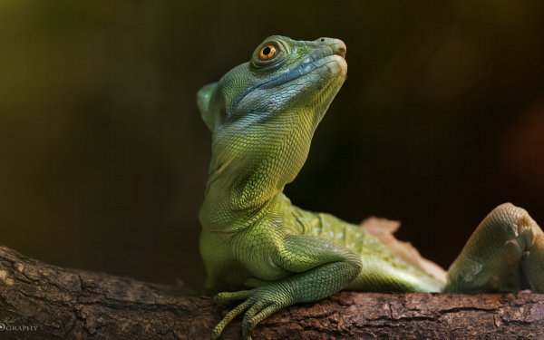 Ящерица Гауди