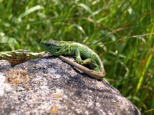 Ярко зеленая ящерица