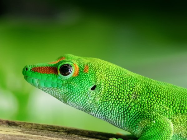 Ящерица прыткая горнокрымская