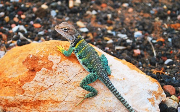 Утренних ящериц