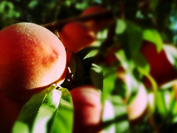 Розовый персик