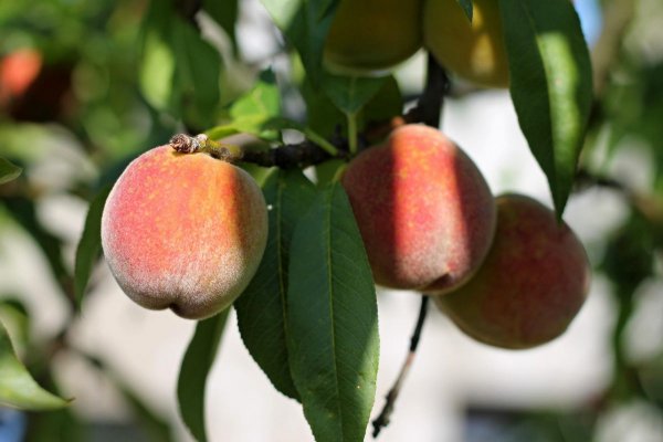 Нектарин сорт Ульяна