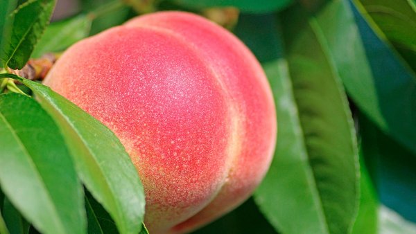 Персик это цитрус