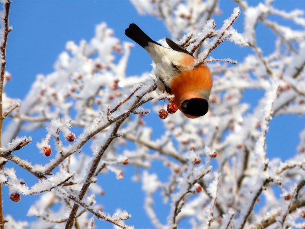 Стих про снегиря