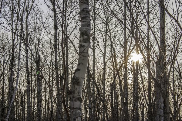 Прокопьев день 3 января