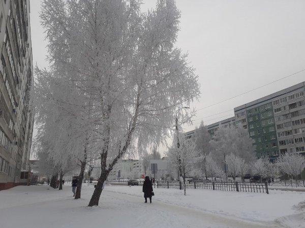 Февраль лес