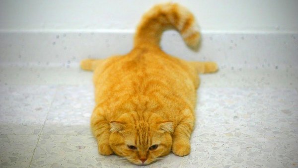 Рыжий кот лежит на полу