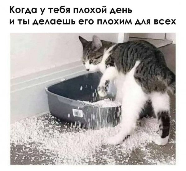 Смешные записи с котом