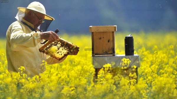 Ярослав Муха пчеловод Украина