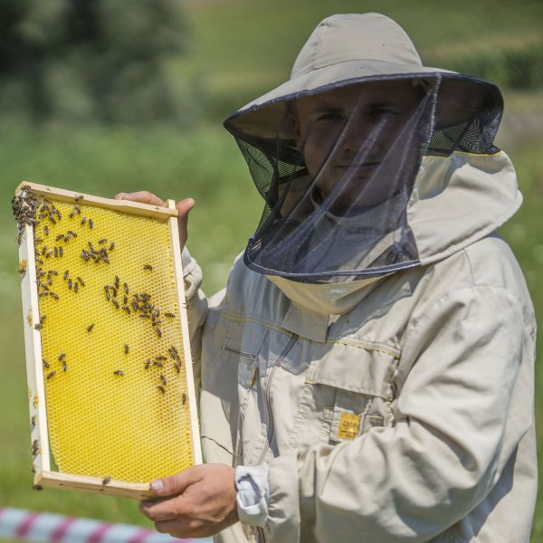 Потрава пчел в Михайловске в 2021 году